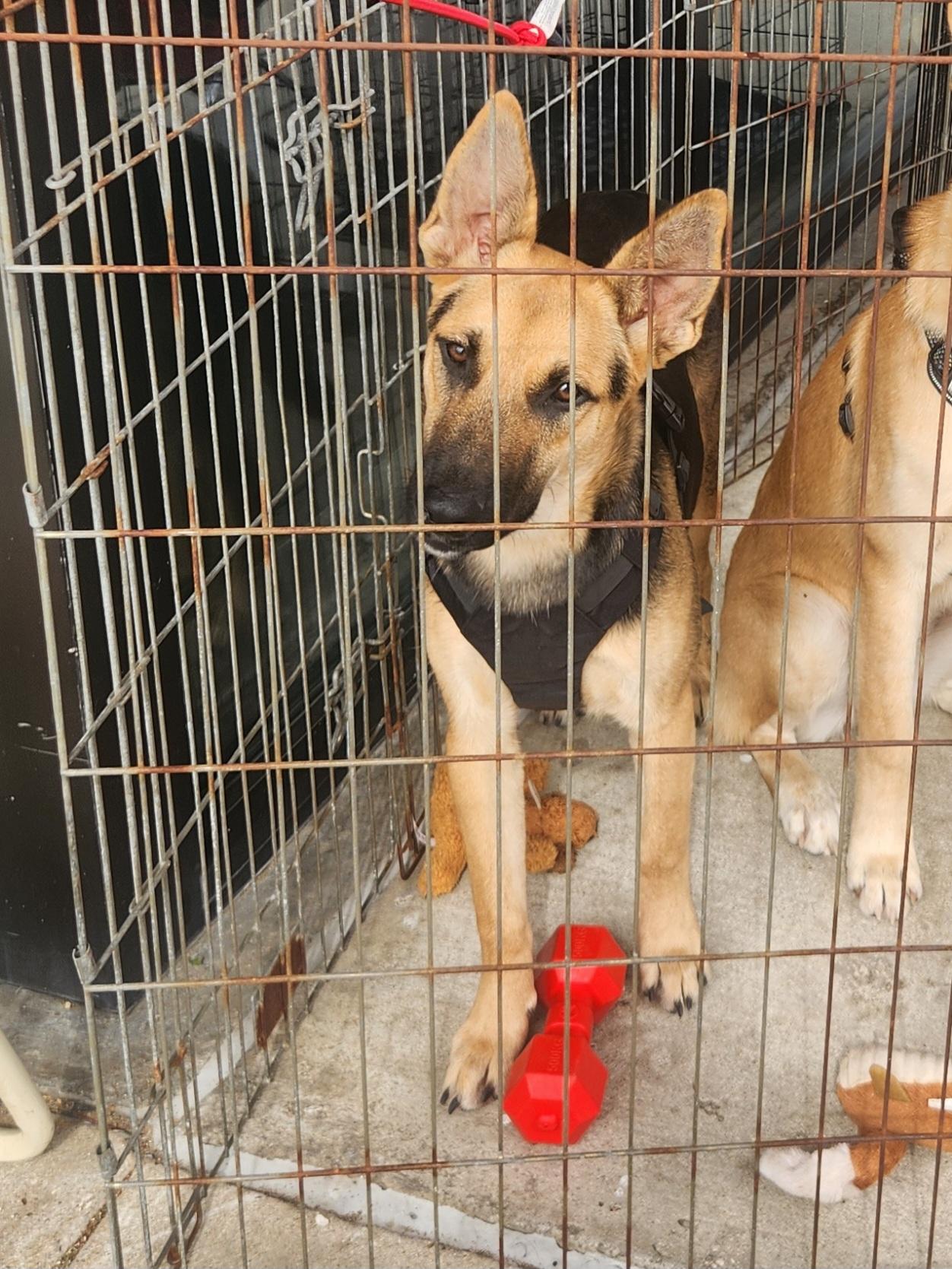 Sophia, a Adoptable mixed breed in Dallas, TX image 1/3