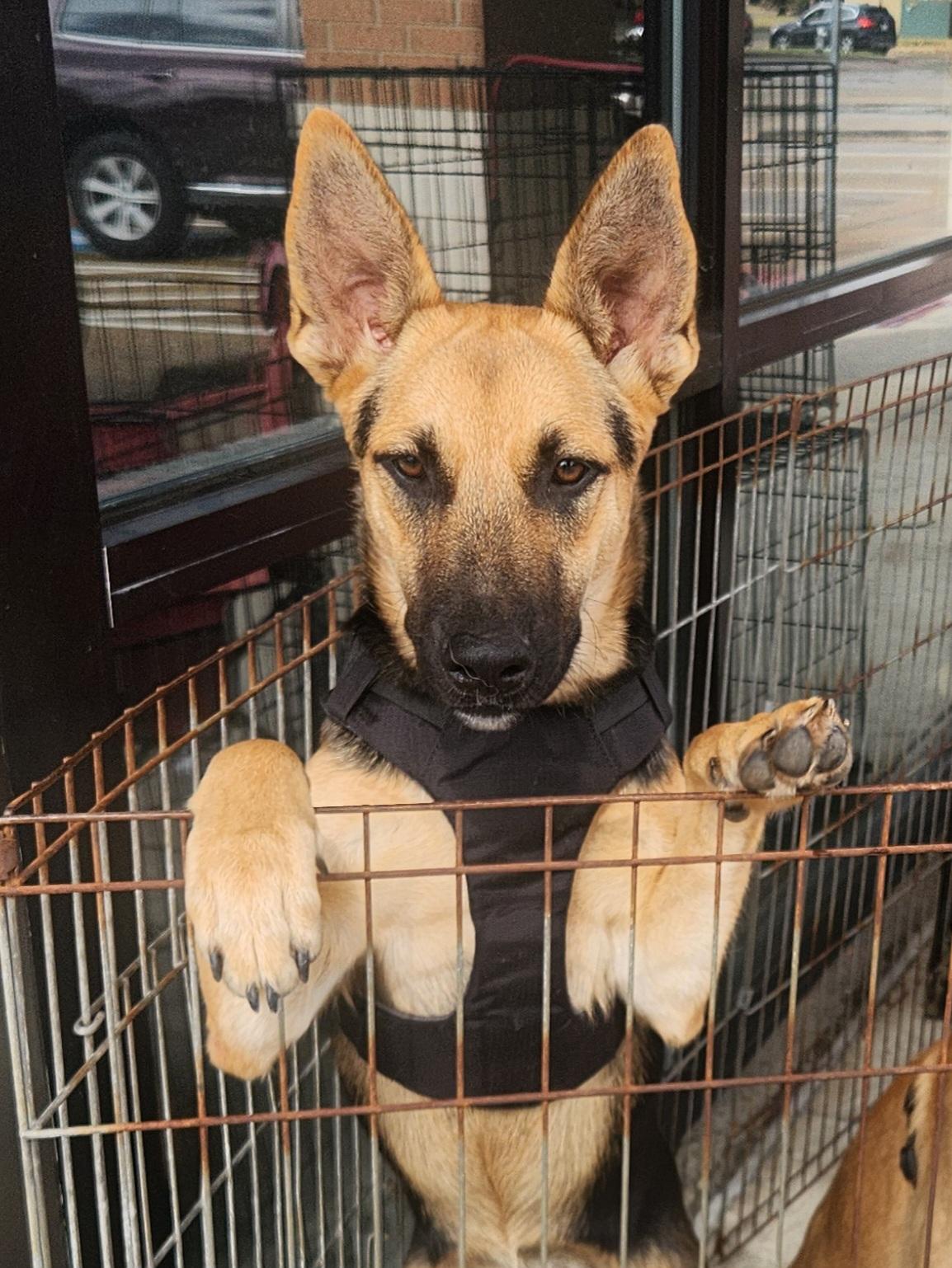 Sophia, a Adoptable mixed breed in Dallas, TX image 2/3