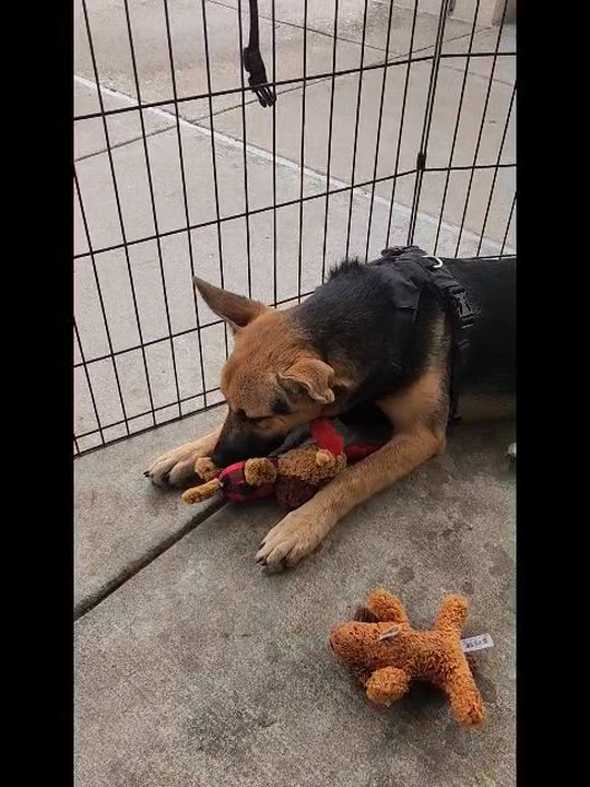 Enlarge Sophia, a Adoptable mixed breed in Dallas, TX video 3/3