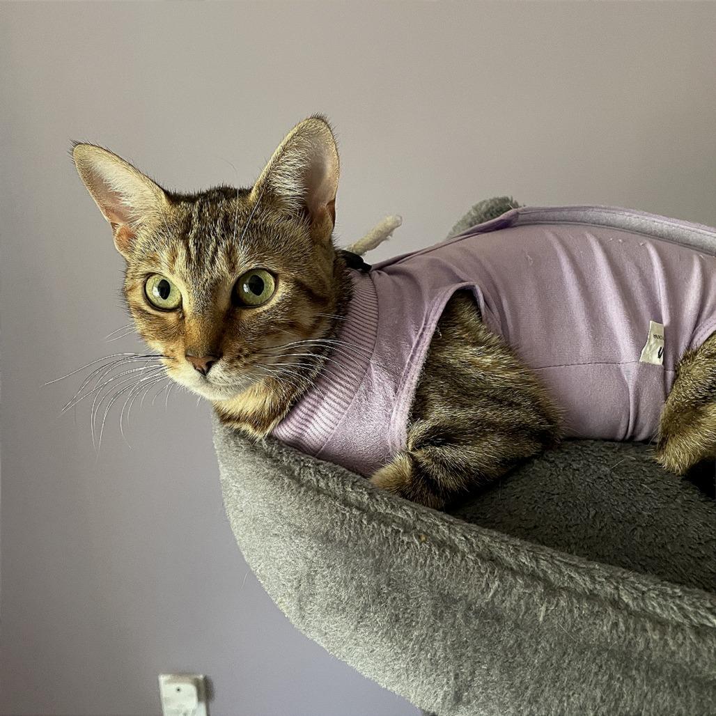 Goldie, Adoptable, Adult Female Domestic Short Hair.