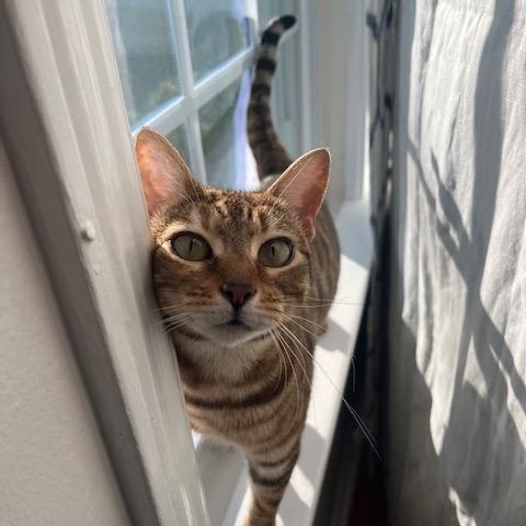 Enlarge Goldie, a Adoptable Domestic Short Hair in Atlanta, GA image 2/3