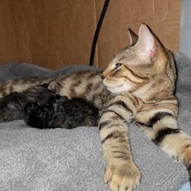 Enlarge Goldie, a Adoptable Domestic Short Hair in Atlanta, GA image 3/3