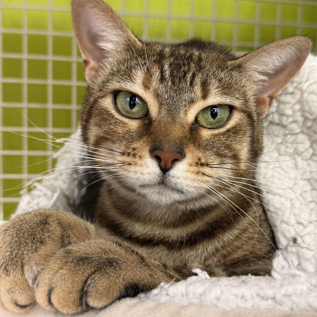 Enlarge Goldie, a Adoptable Domestic Short Hair in Atlanta, GA image 4/4