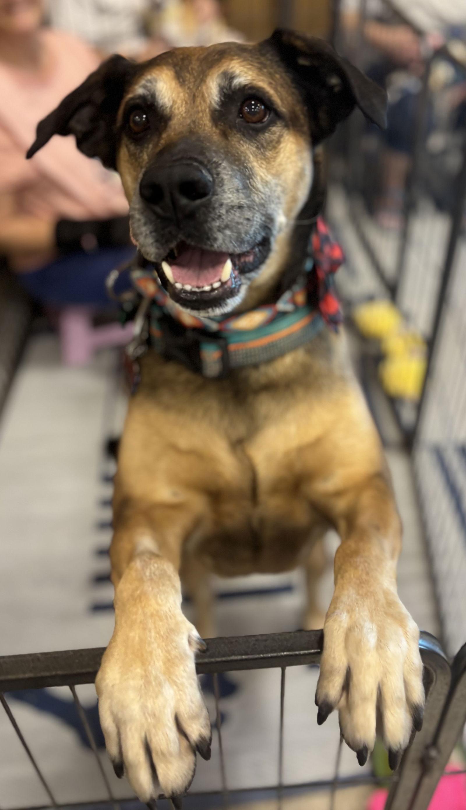 Enlarge Loki, a Adopted mixed breed in Glendale, AZ image 1/3