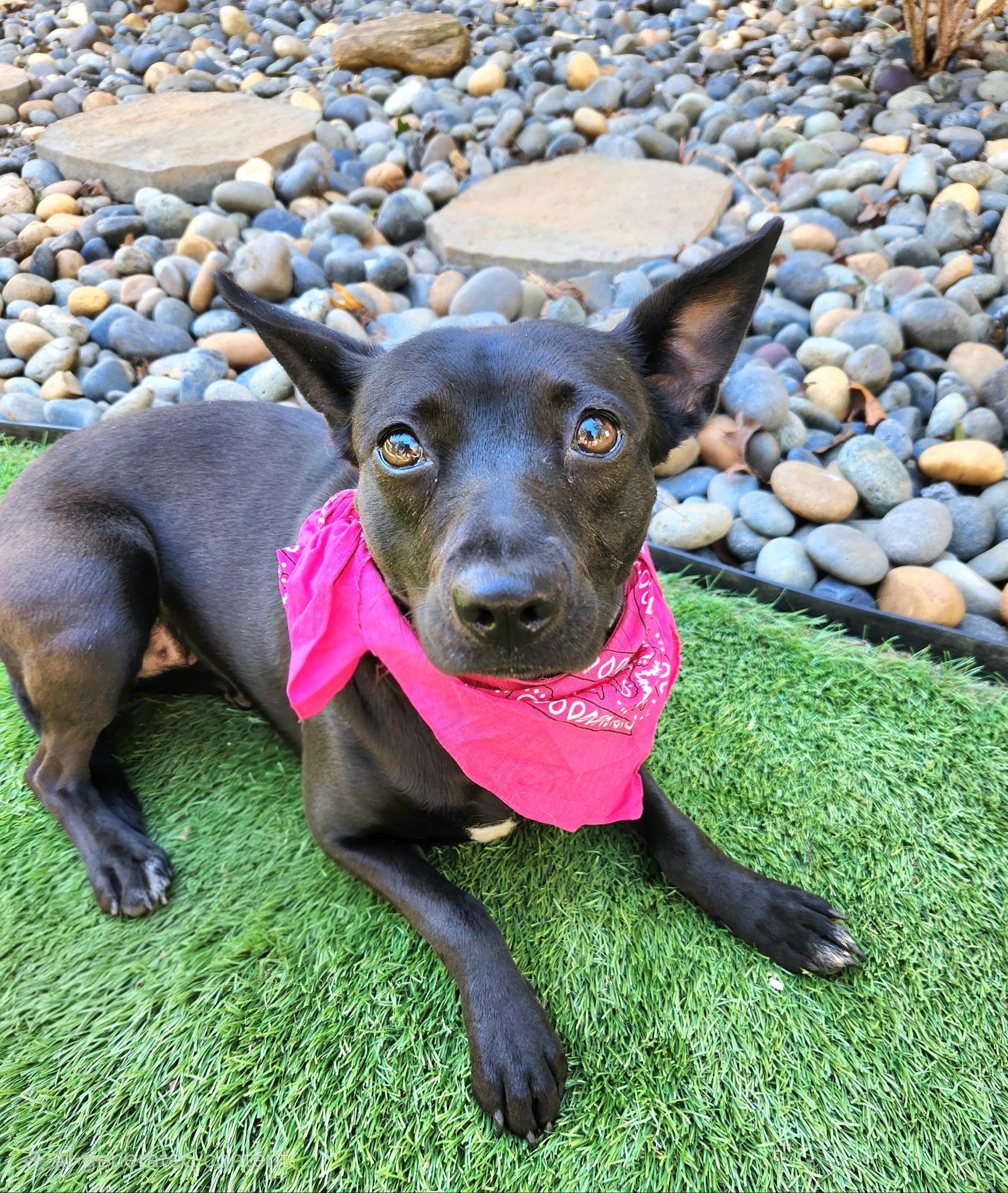 Marshmallow , ADOPTABLE, Adult Female Australian Cattle Dog / Blue Heeler & Miniature Pinscher.