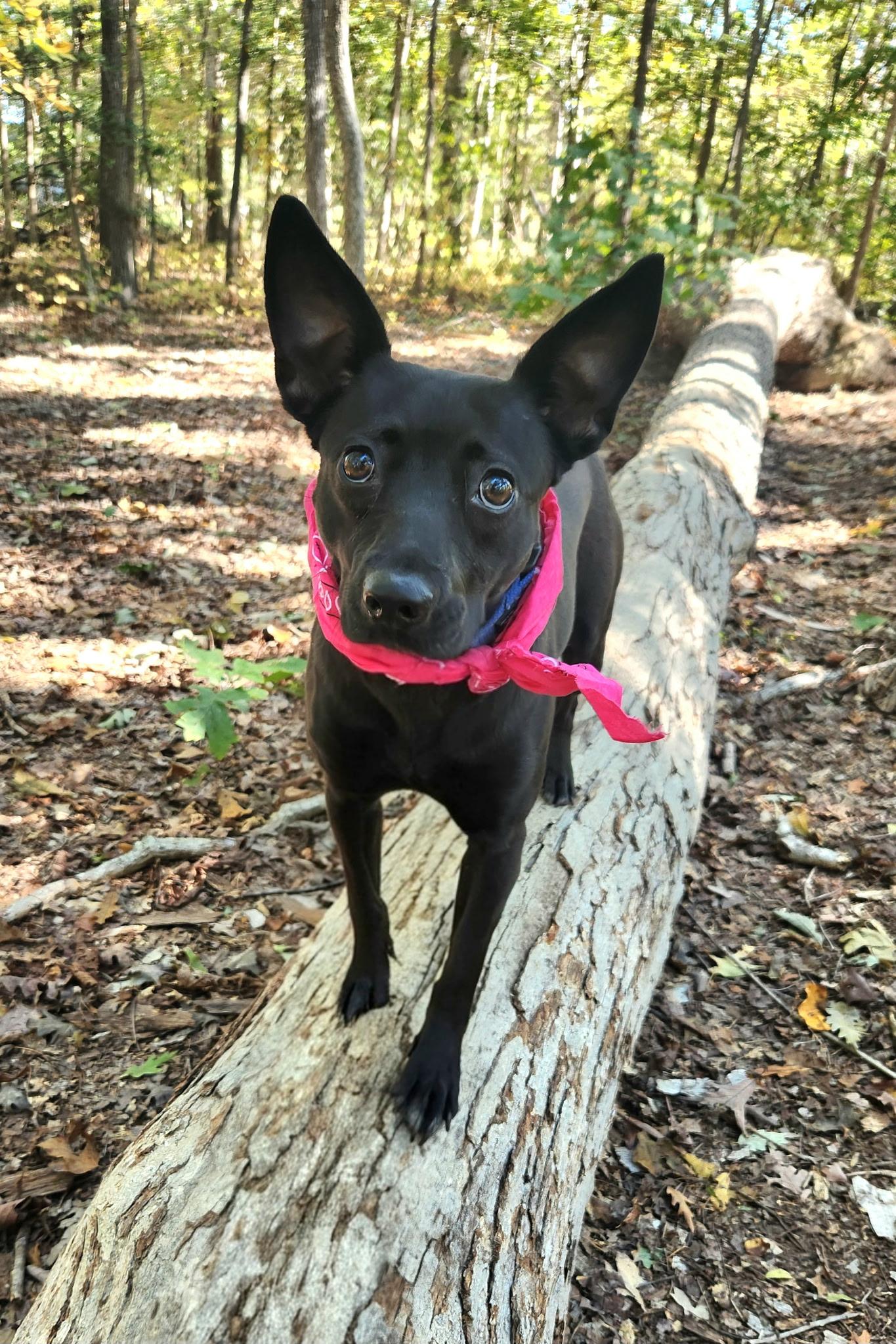 Enlarge Marshmallow , a ADOPTABLE mixed breed in Pelzer, SC image 2/5