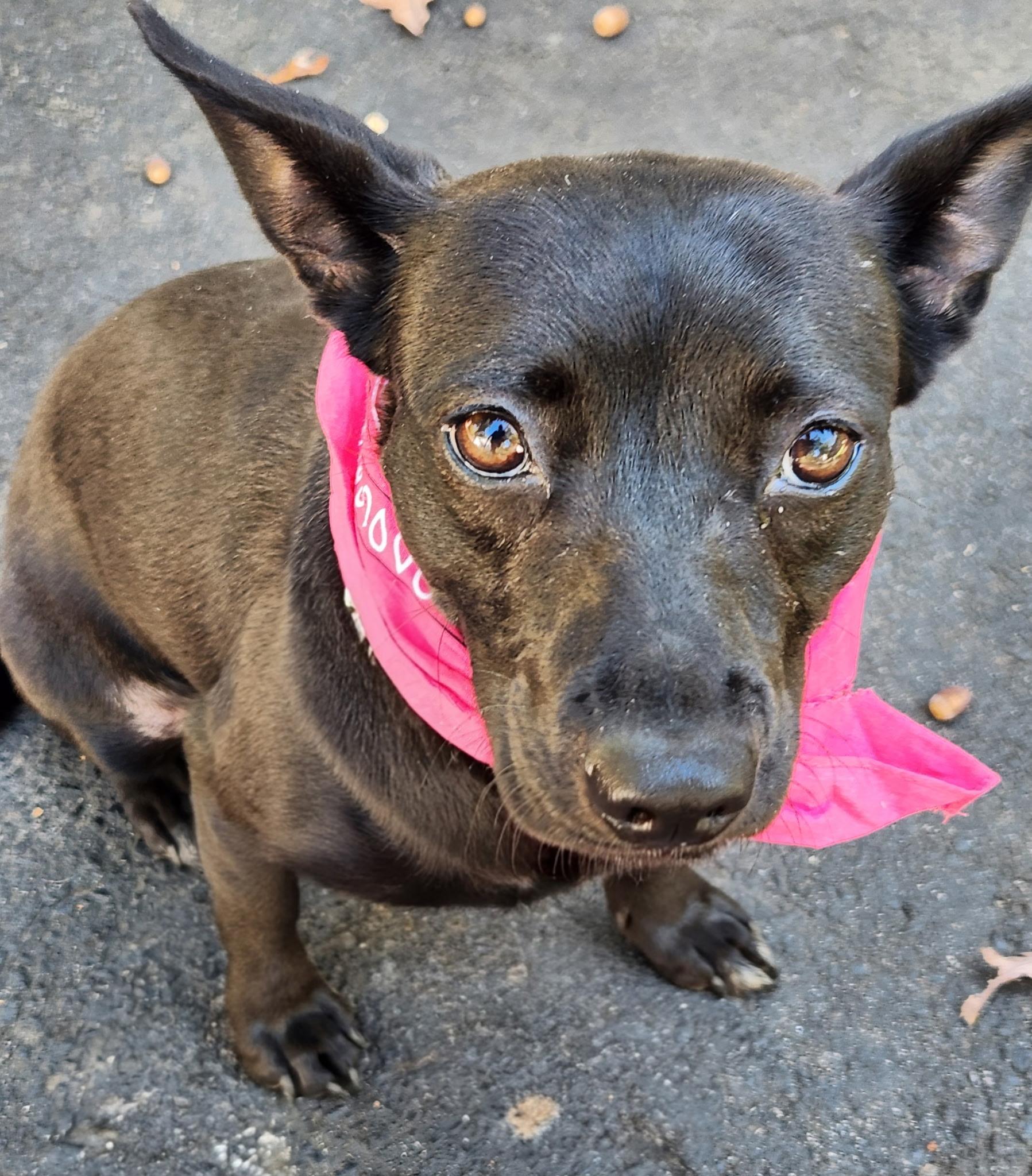 Enlarge Marshmallow , a ADOPTABLE mixed breed in Pelzer, SC image 3/5