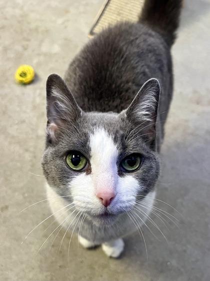 Pep Pep, Adoptable, Senior Female Domestic Short Hair & Domestic Short Hair.