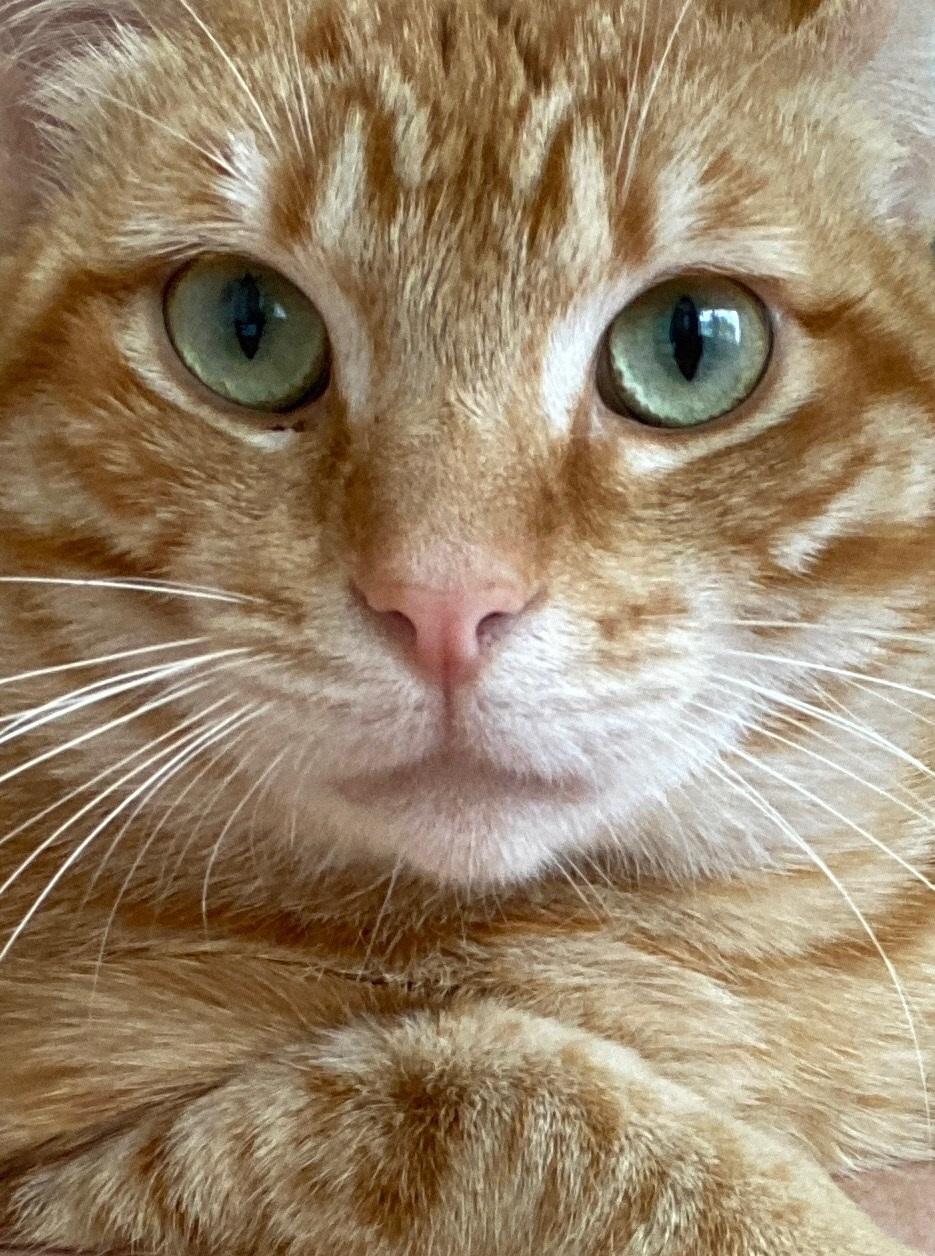 Tyler, Adoptable, Adult Male Domestic Short Hair.