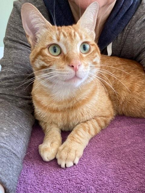 Tyler, a Adoptable Domestic Short Hair in Westminster, CA image 3/4