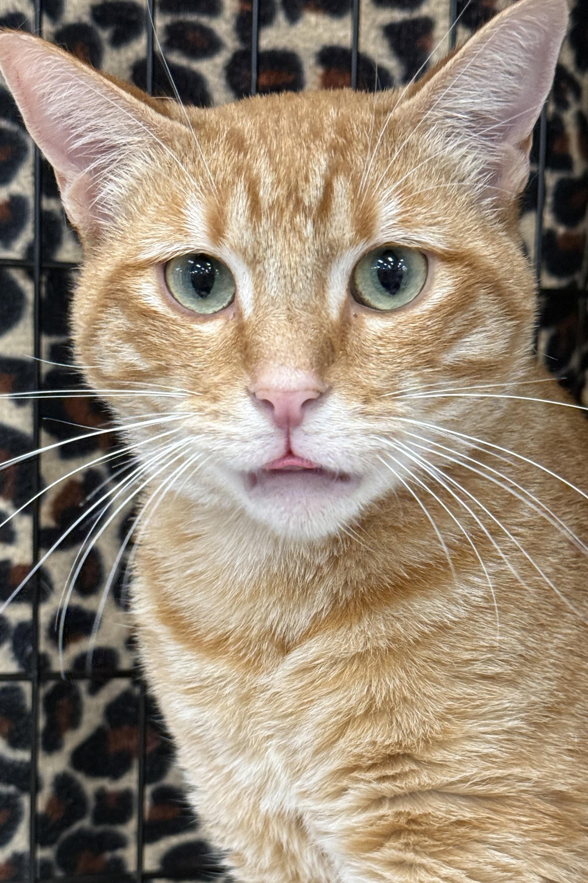 Tyler, a Adoptable Domestic Short Hair in Westminster, CA image 2/4