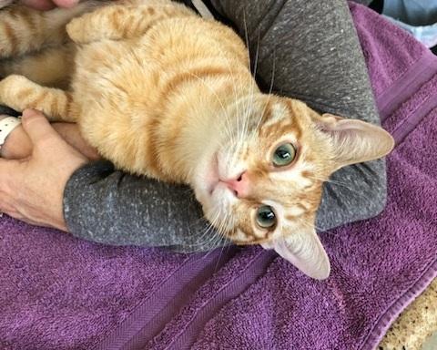 Tyler, a Adoptable Domestic Short Hair in Westminster, CA image 4/4