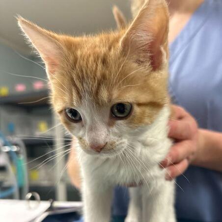 Enlarge Jeremiah, a Adoptable Domestic Short Hair in Johnson City, TN image 1/1
