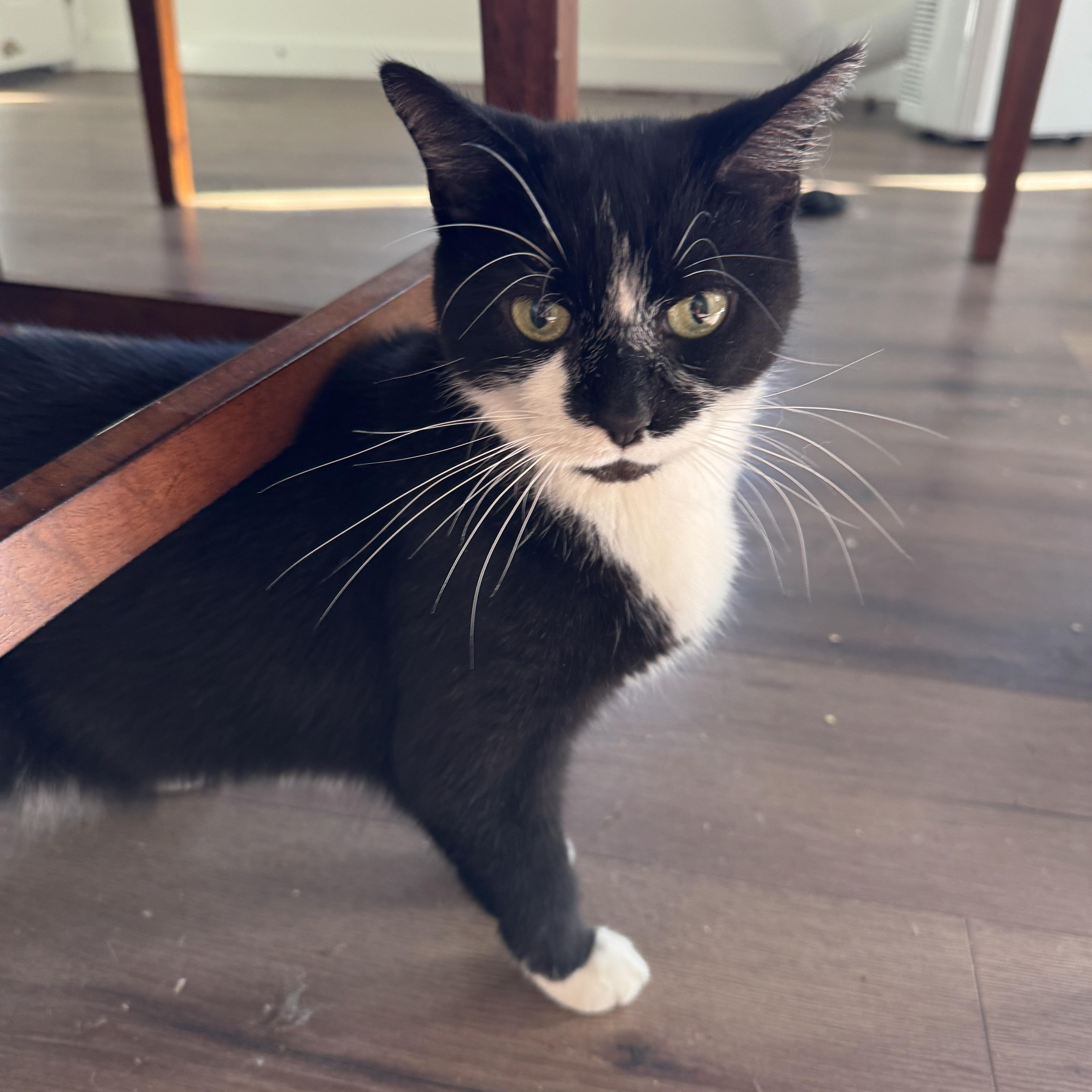 BAILEY, a Adoptable Domestic Short Hair in Kennebunk , ME image 2/3