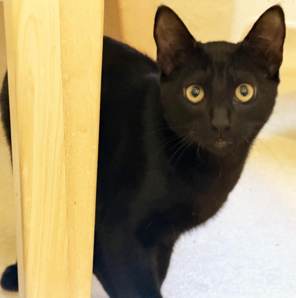 FRIEDRICH, a ADOPTABLE Domestic Short Hair in San Clemente, CA image 2/3