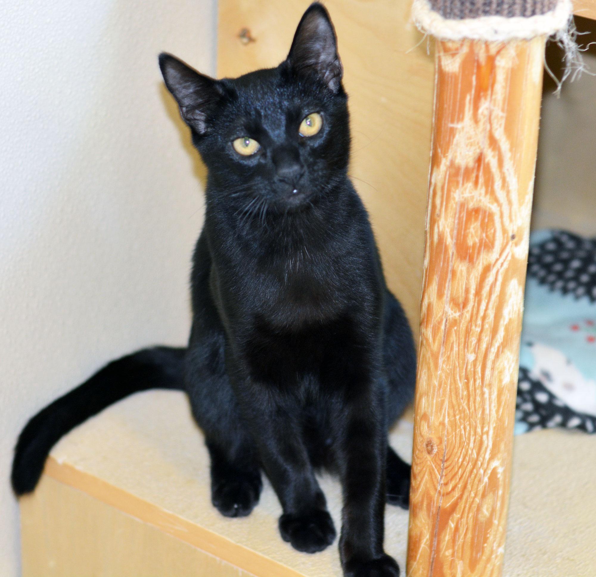 FRIEDRICH, ADOPTABLE, Kitten Male Domestic Short Hair.