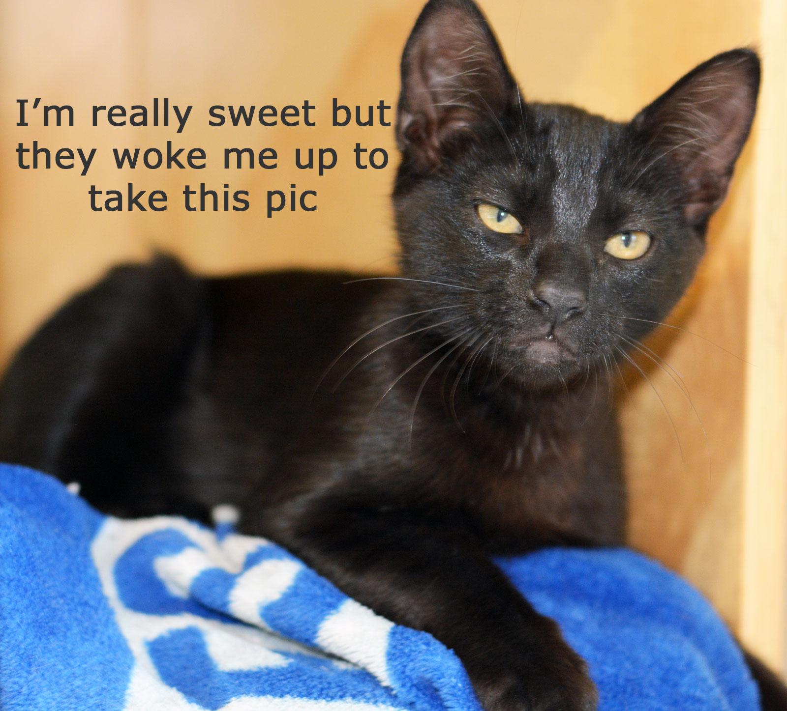 FRIEDRICH, a ADOPTABLE Domestic Short Hair in San Clemente, CA image 3/3