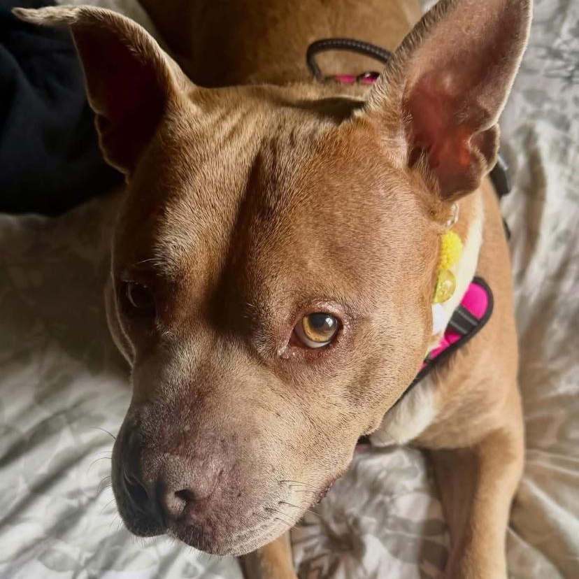 Mantis, a ADOPTABLE mixed breed in Philadelphia, PA image 6/6