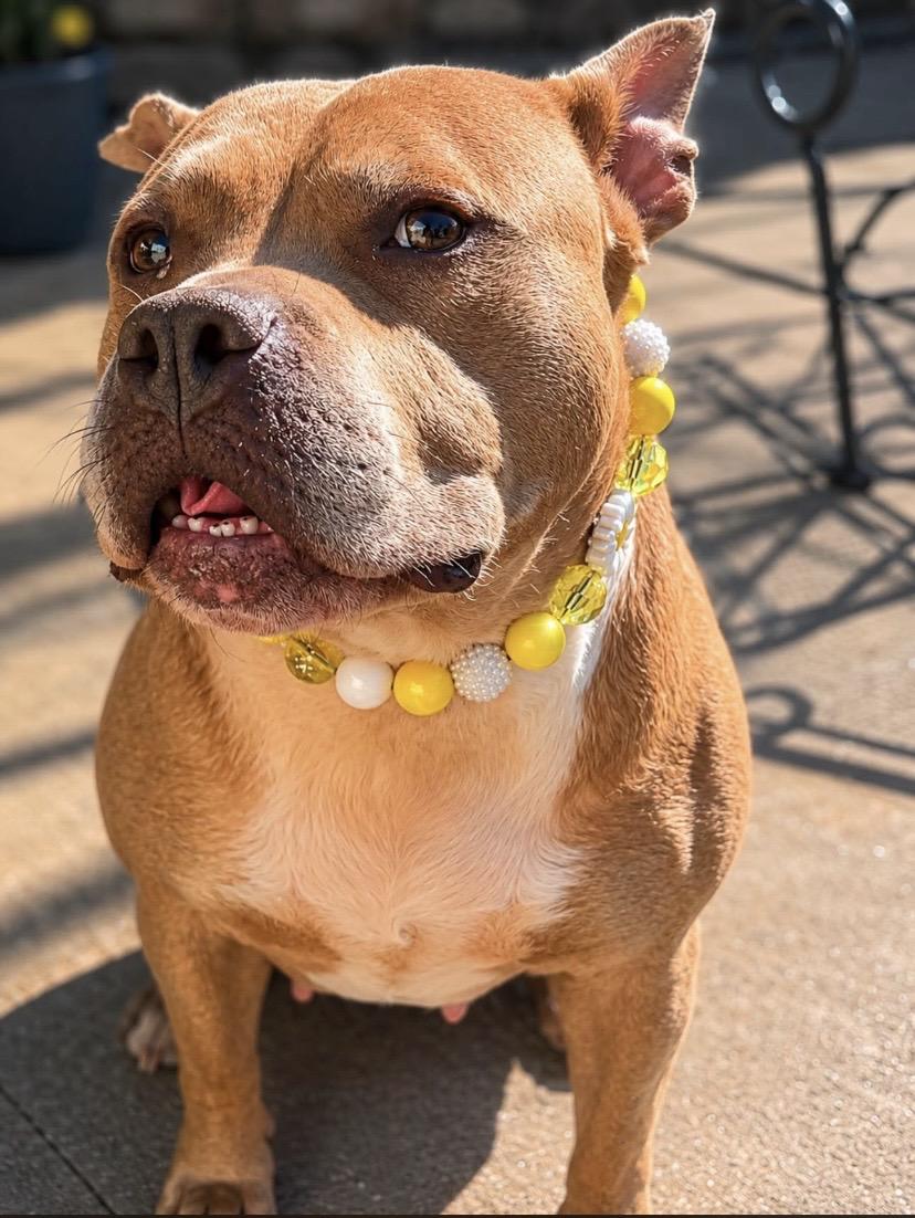 Mantis, a ADOPTABLE mixed breed in Philadelphia, PA image 2/6