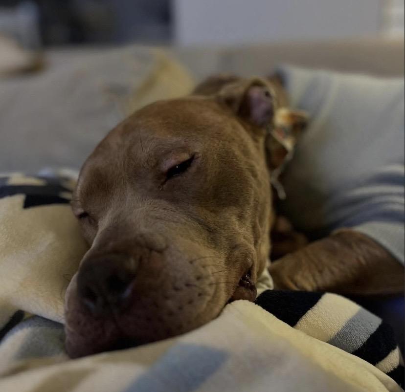 Mantis, a ADOPTABLE mixed breed in Philadelphia, PA image 2/6