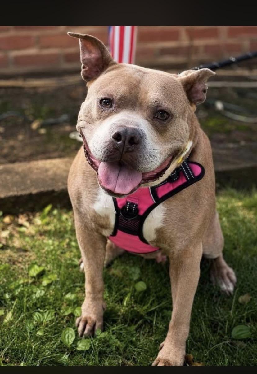 Mantis, ADOPTABLE, Adult Female American Staffordshire Terrier & Pit Bull Terrier.