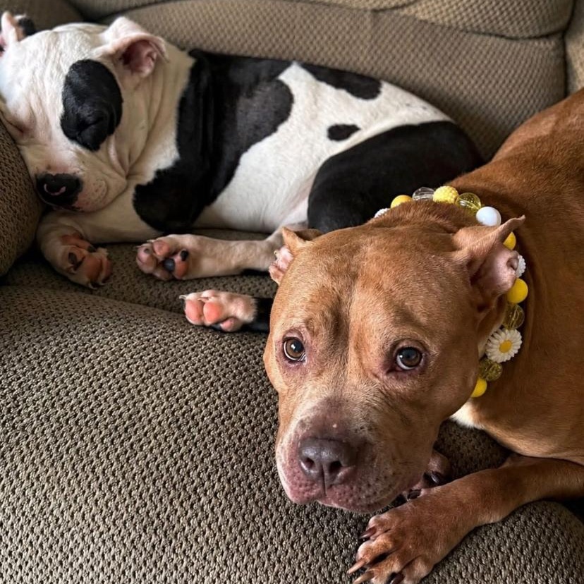 Mantis, a ADOPTABLE mixed breed in Philadelphia, PA image 3/6