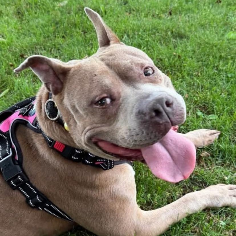 Mantis, a ADOPTABLE mixed breed in Philadelphia, PA image 4/6