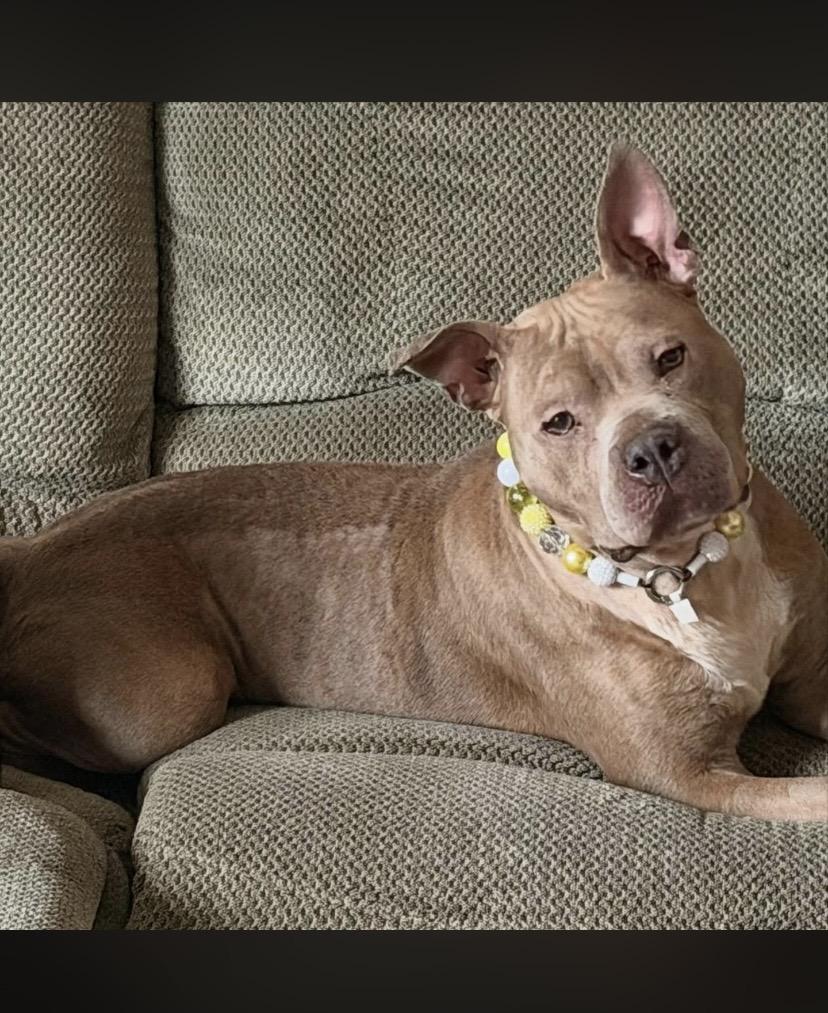 Mantis, a ADOPTABLE mixed breed in Philadelphia, PA image 6/6