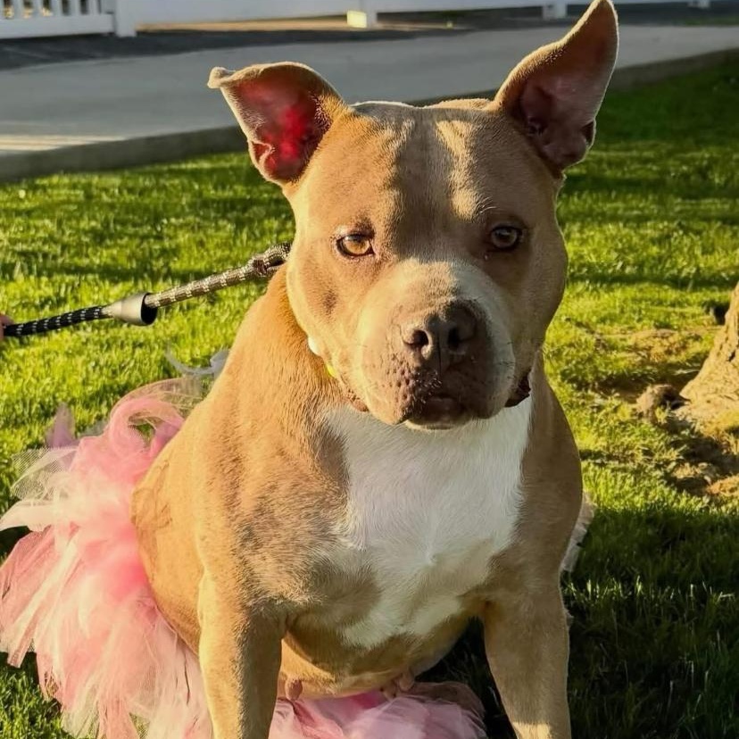 Mantis, a ADOPTABLE mixed breed in Philadelphia, PA image 5/6
