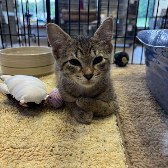 Ferb, Young Male Domestic Short Hair