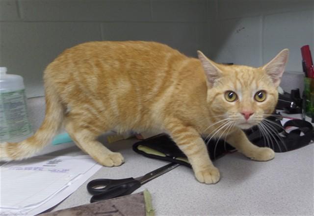 Enlarge BUSTER, a Adoptable Domestic Short Hair in Augusta, GA image 1/1