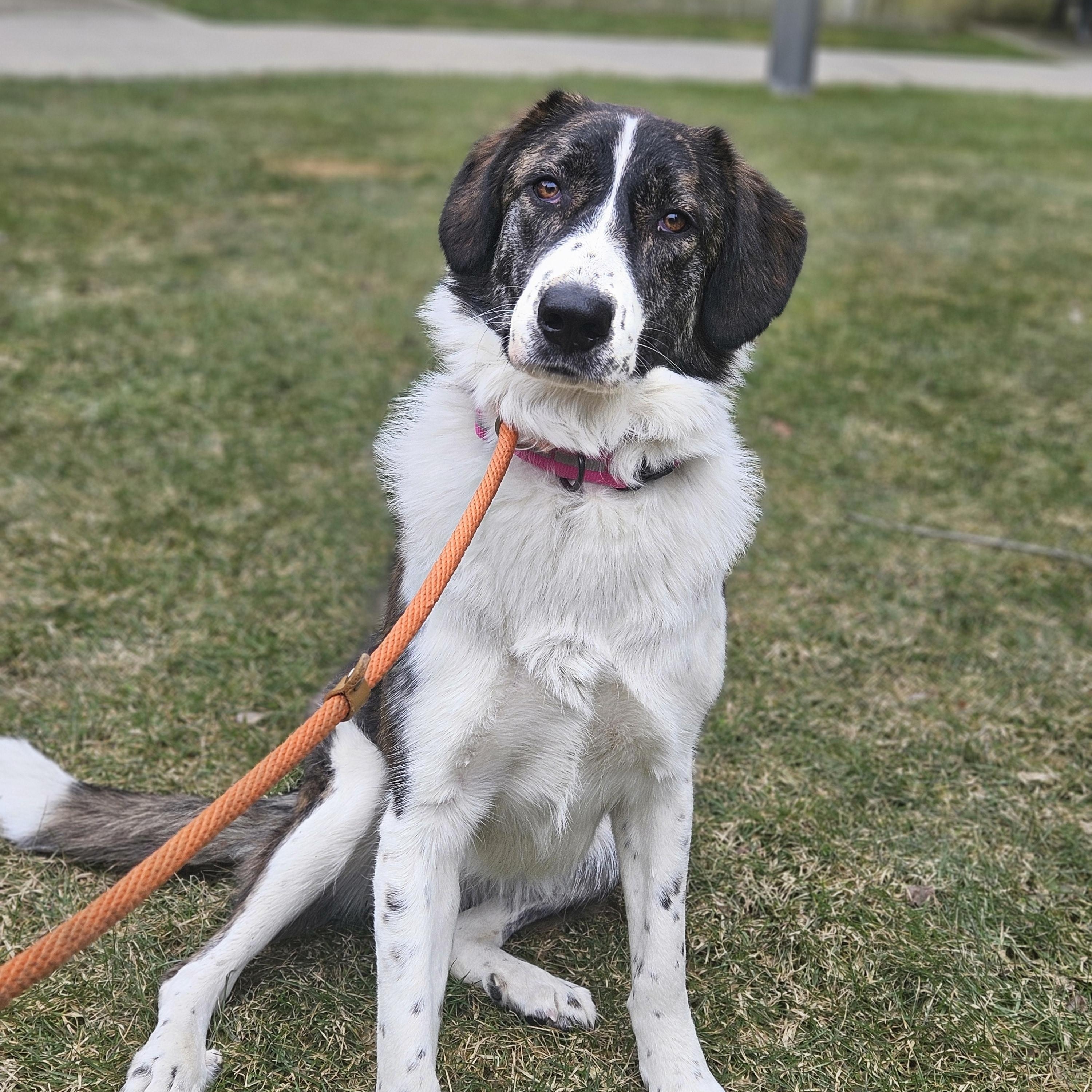Enlarge Xena, a Adoptable Mixed Breed in Aurora, ON image 2/6