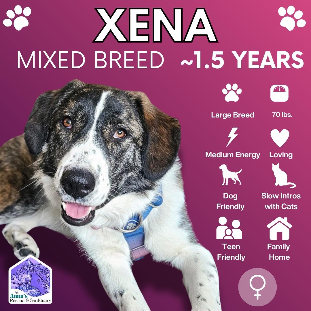Enlarge Xena, a Adoptable Mixed Breed in Aurora, ON image 1/6