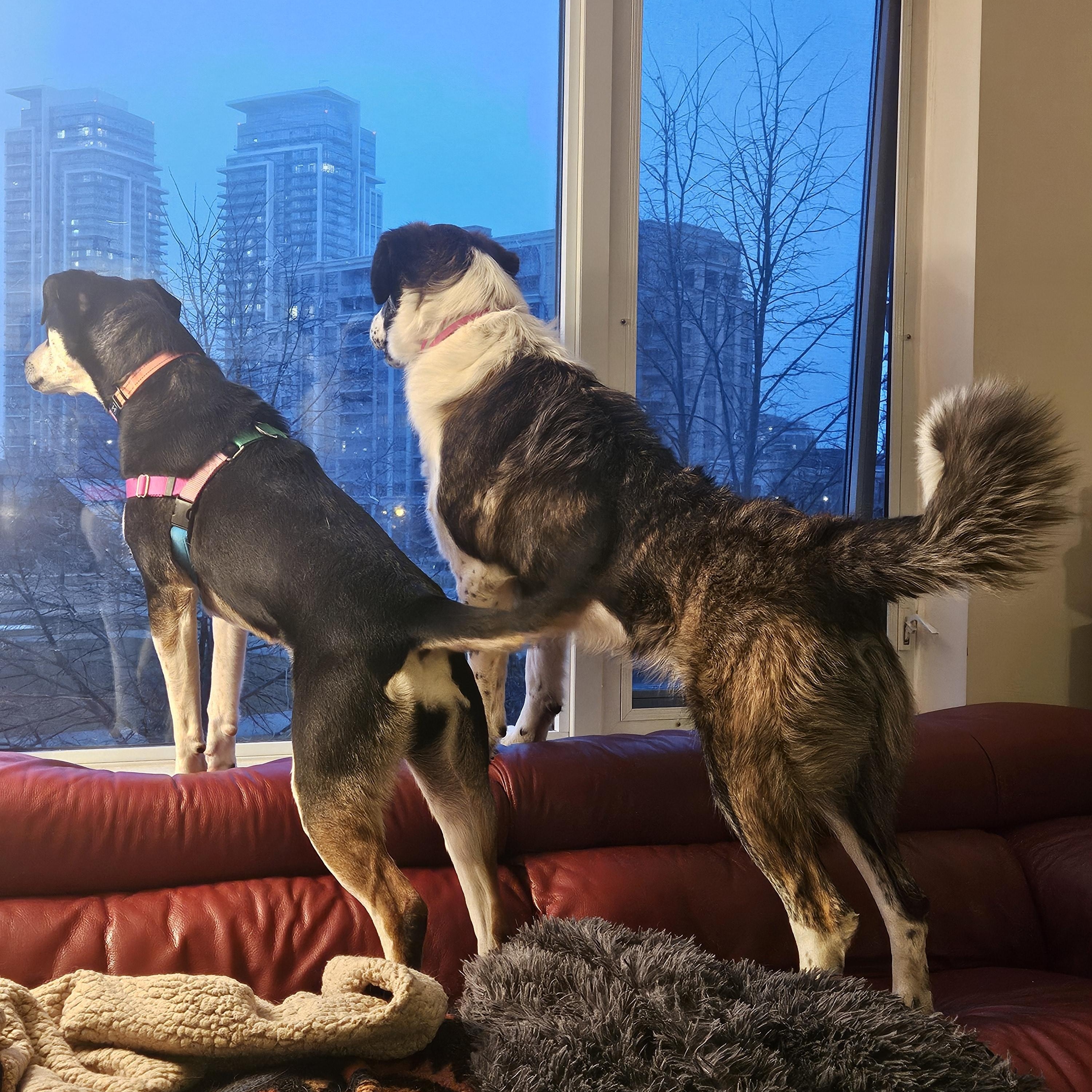 Enlarge Xena, a Adoptable Mixed Breed in Aurora, ON image 4/6