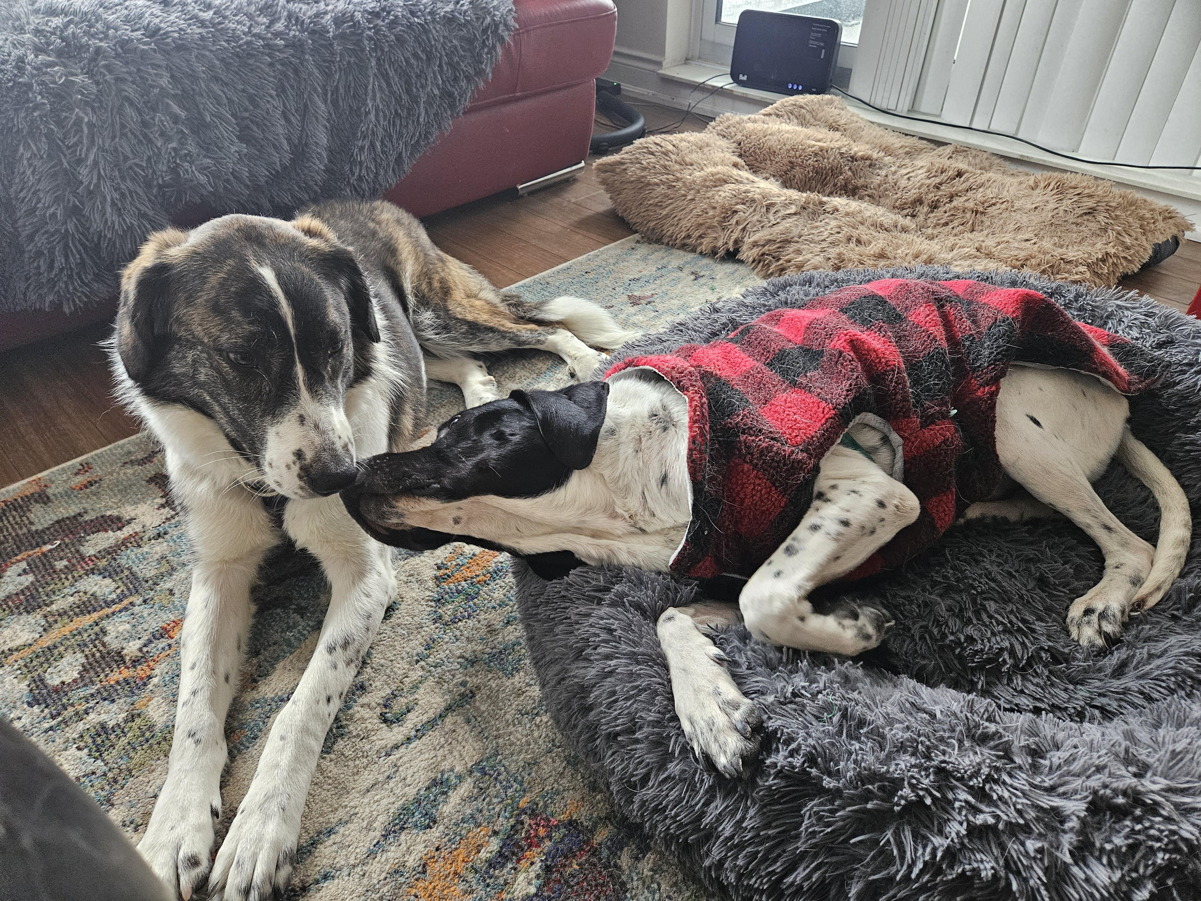 Enlarge Xena, a Adoptable Mixed Breed in Aurora, ON image 5/6