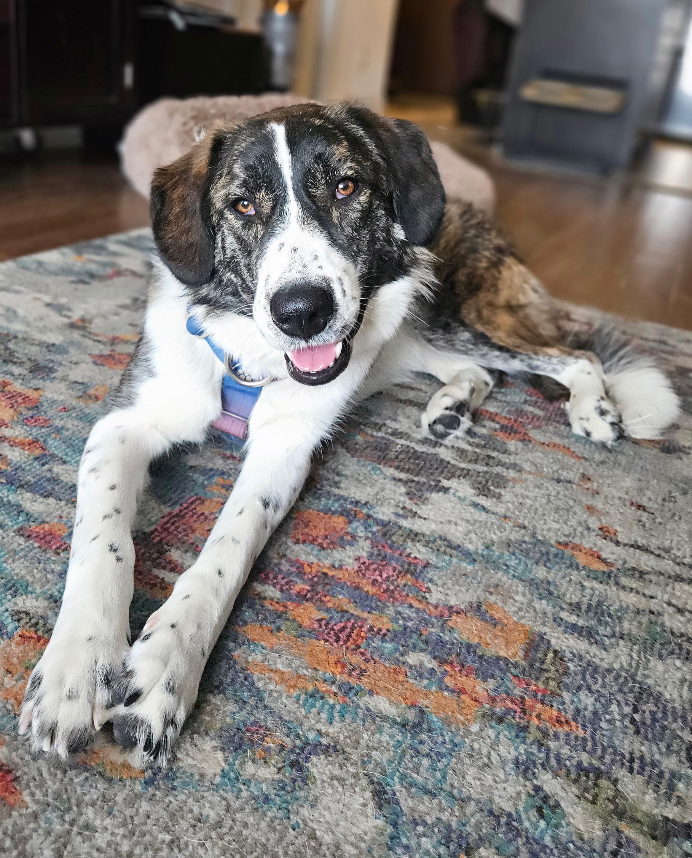 Enlarge Xena, a Adoptable Mixed Breed in Aurora, ON image 6/6