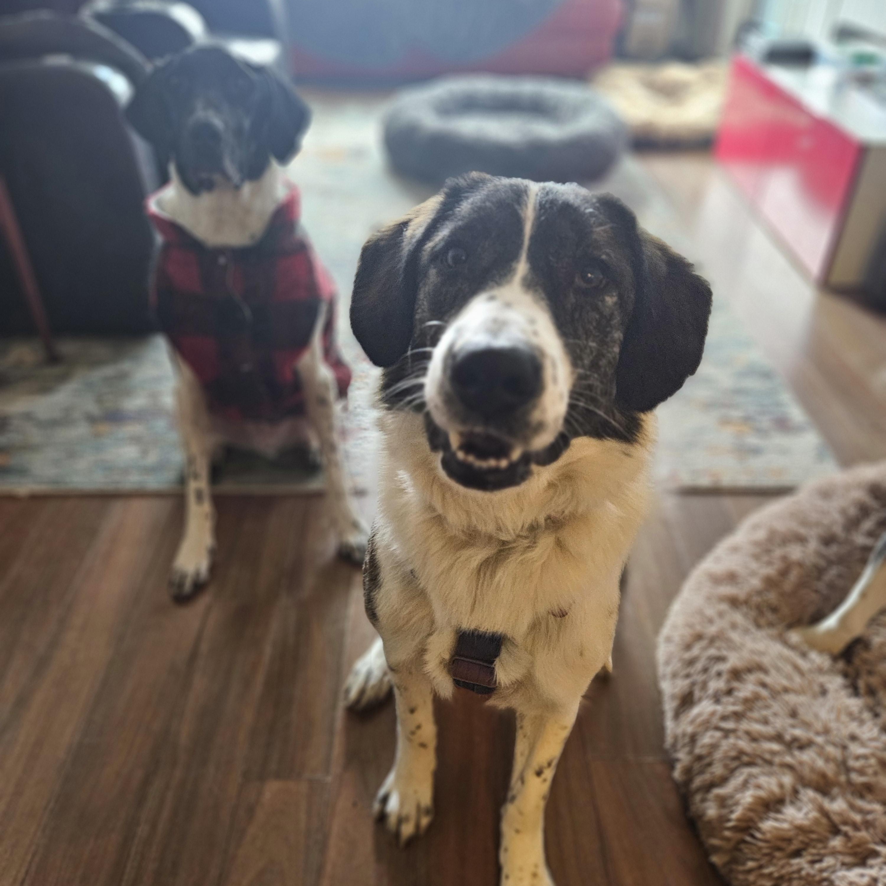 Enlarge Xena, a Adoptable Mixed Breed in Aurora, ON image 3/6