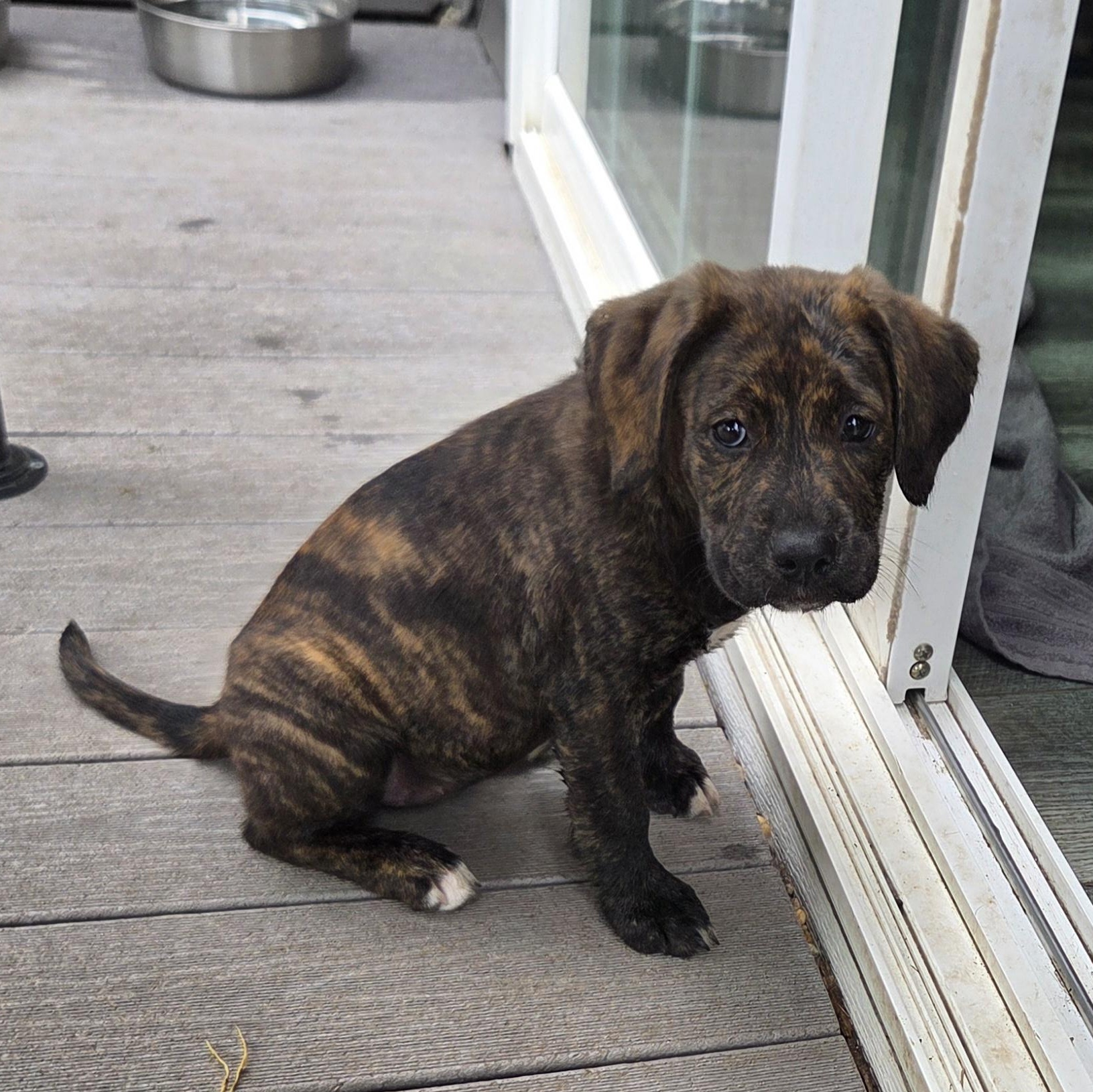 Enlarge Serena, an adoptable mixed breed in Lemont, IL image 4/6