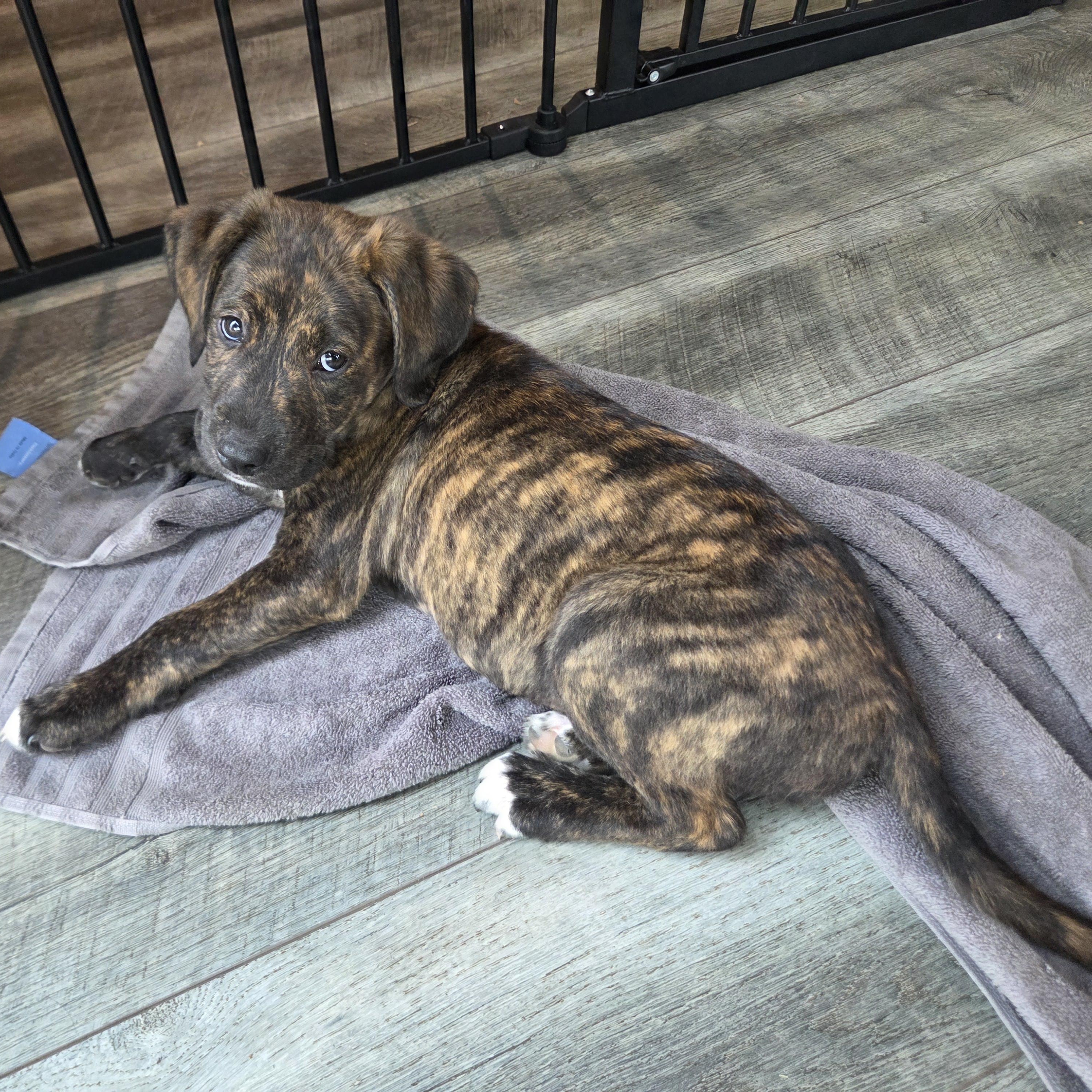 Enlarge Serena, an adoptable mixed breed in Lemont, IL image 3/6