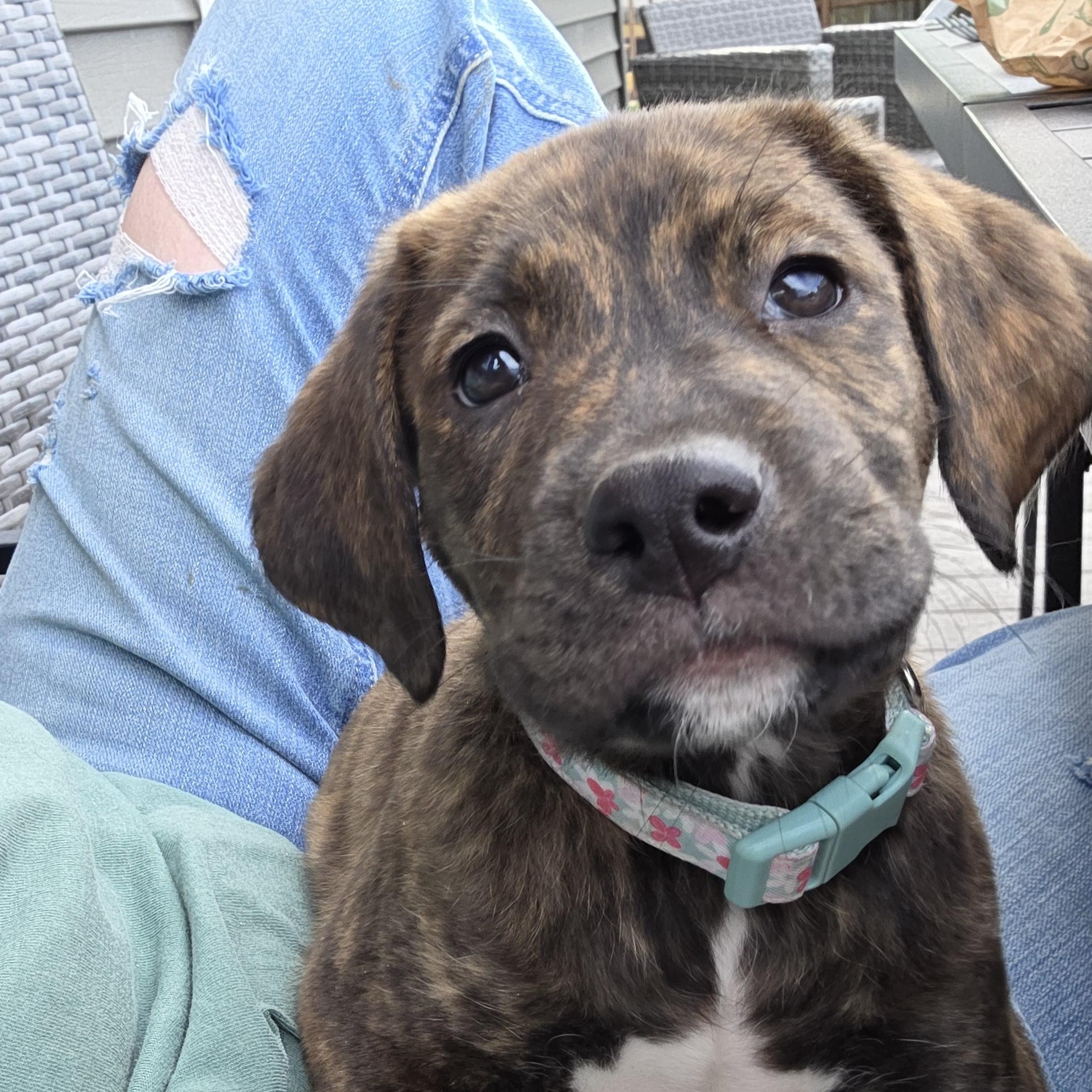 Enlarge Serena, an adoptable mixed breed in Lemont, IL image 1/6
