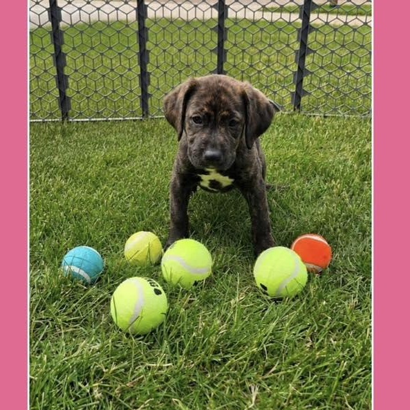 Enlarge Serena, an adoptable mixed breed in Lemont, IL image 2/6