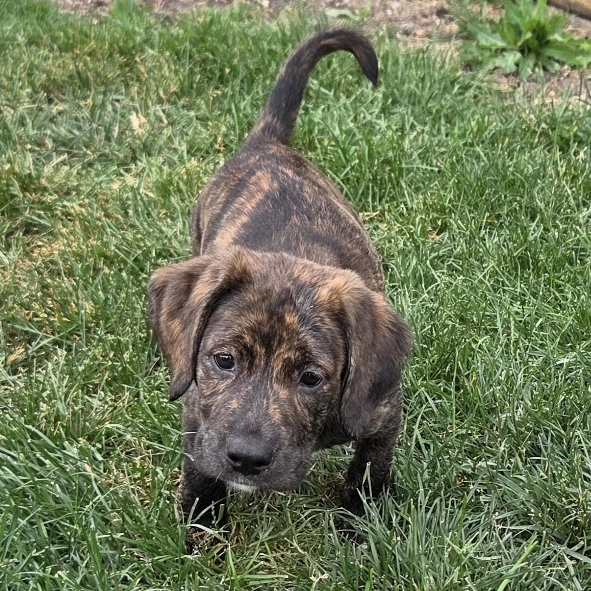 Enlarge Serena, an adoptable mixed breed in Lemont, IL image 5/6