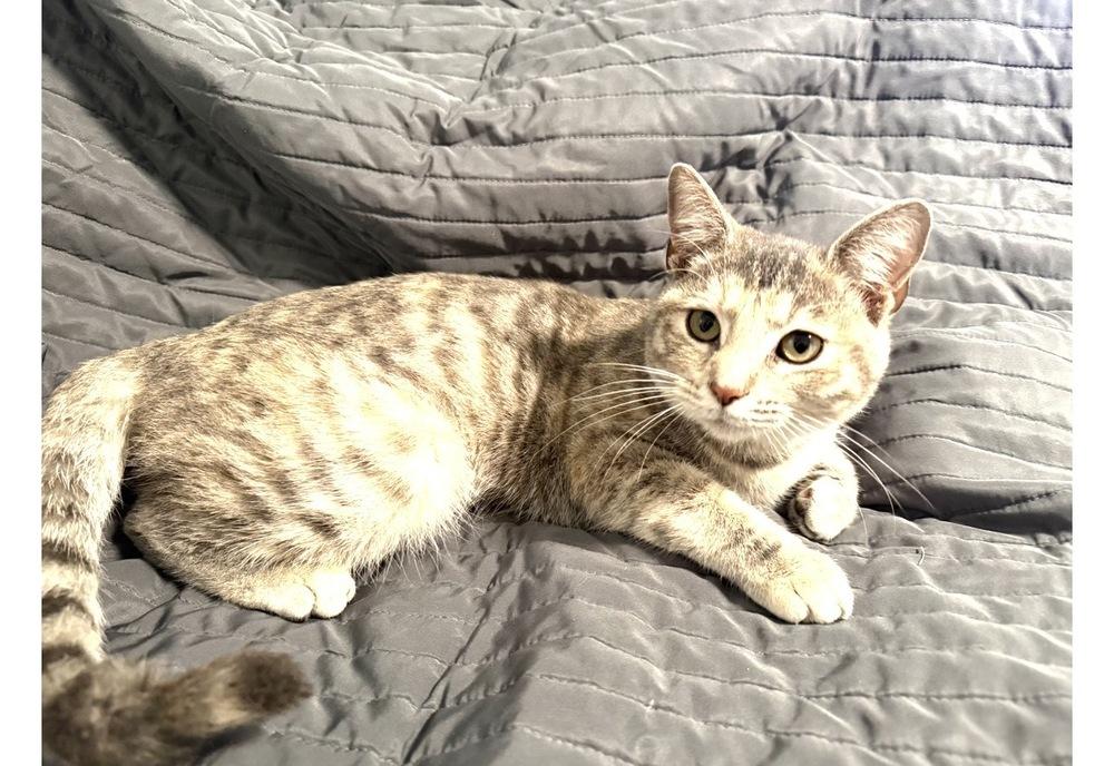 Hannah Cat, Adoptable, Young Female Domestic Short Hair.