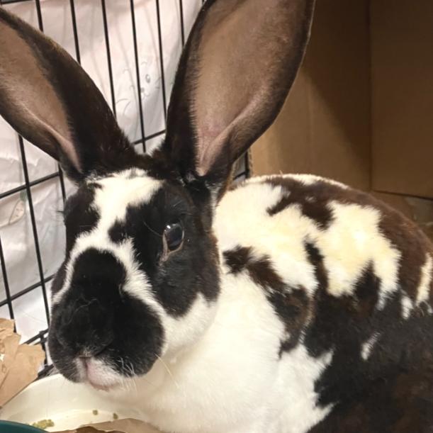 Tessi, a Adoptable Rex in Oshkosh, WI image 2/5