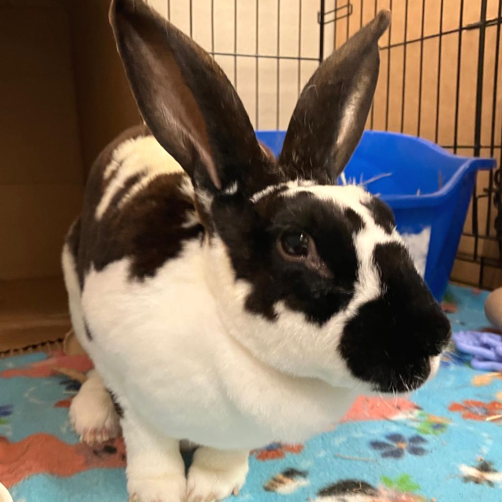 Tessi, a Adoptable Rex in Oshkosh, WI image 3/5
