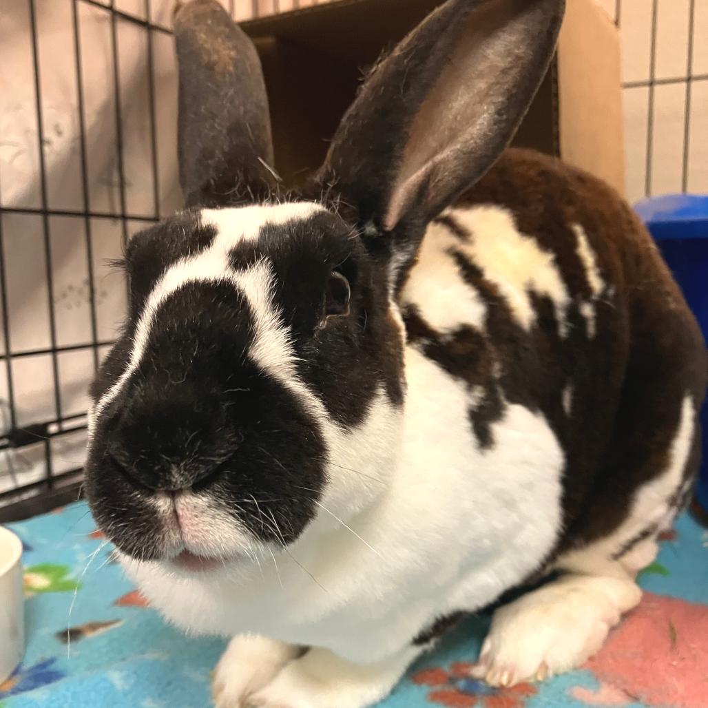 Tessi, Adoptable, Young Female Rex.