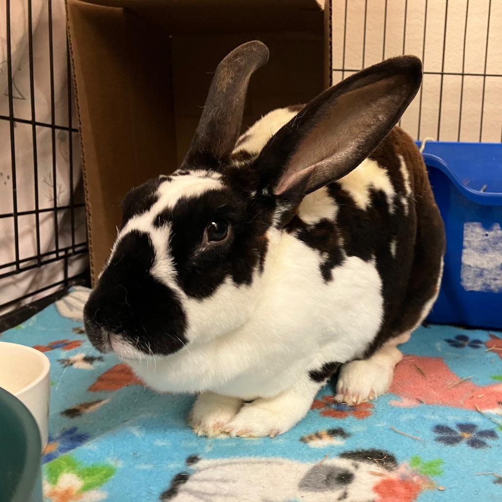 Tessi, a Adoptable Rex in Oshkosh, WI image 4/5