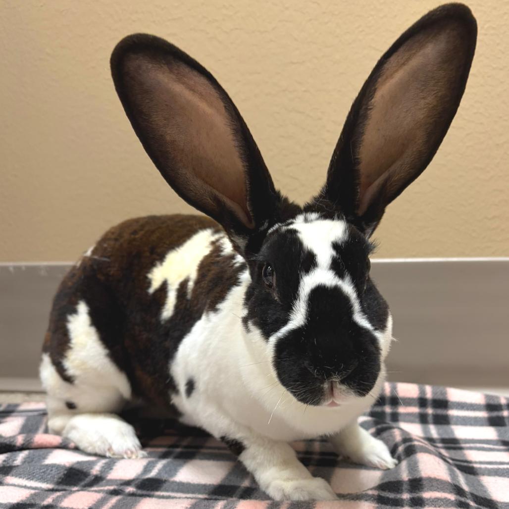 Tessi, a Adoptable Rex in Oshkosh, WI image 5/5