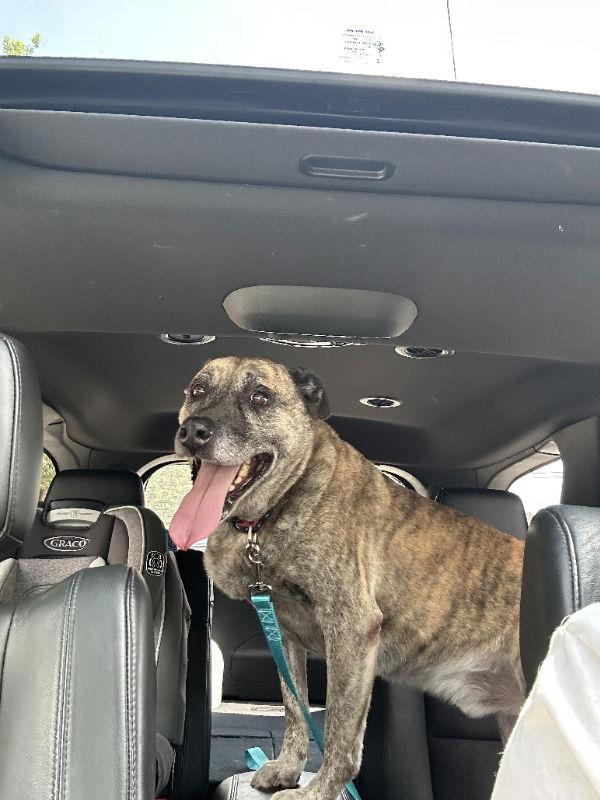 Smokey Bandit, a Adoptable Labrador Retriever in Ball Ground, GA image 1/3