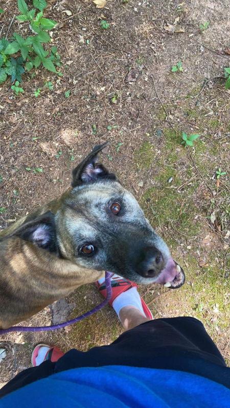 Smokey Bandit, a Adoptable Labrador Retriever in Ball Ground, GA image 2/3